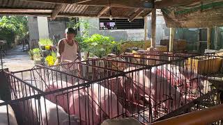 mga alagang baboy ni boboy