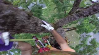 Walk up the tree like a pro!