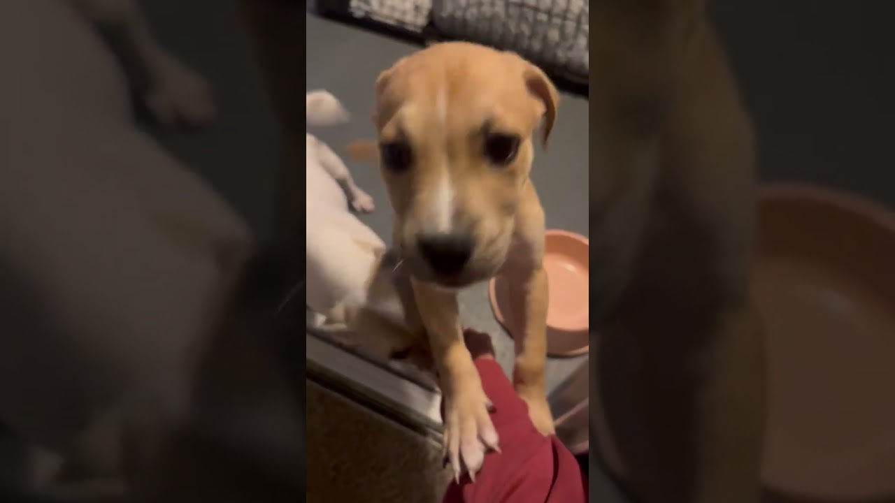 Enlarge Dawn or Pearl, a ADOPTABLE mixed breed in Hermosa Beach, CA video 5/5