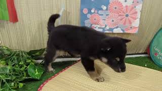 柴犬の動画01