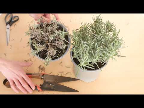 冬のラベンダーの剪定方法：重要なヒント!! - ラベンダーワールド