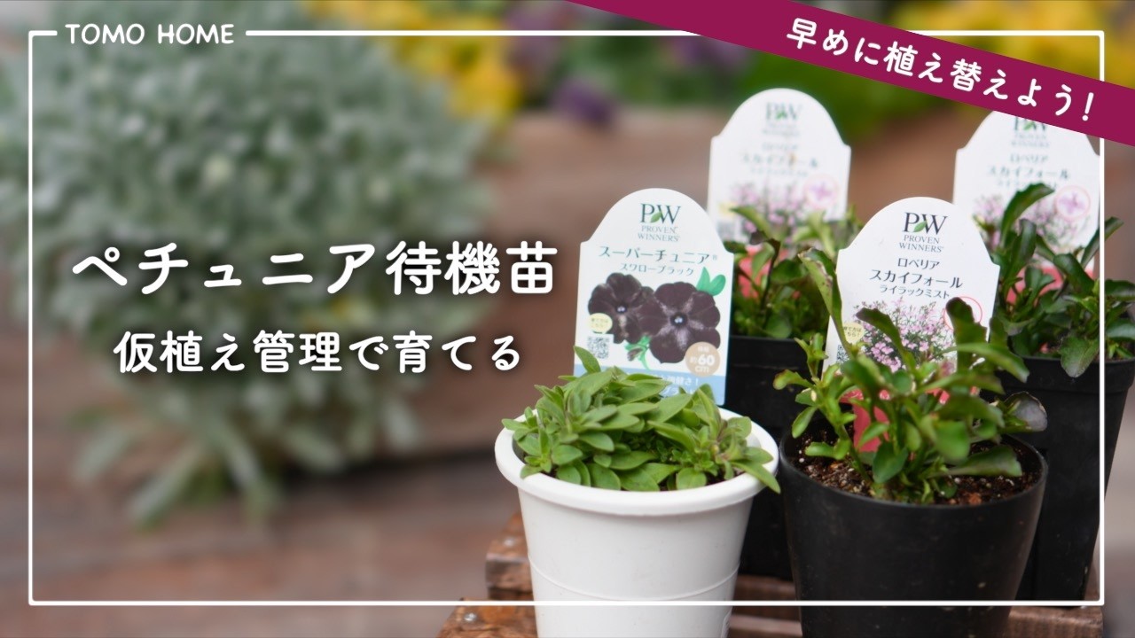 まだ植えられない苗 待機中に育てておく方法【ペチュニア／ロベリア】