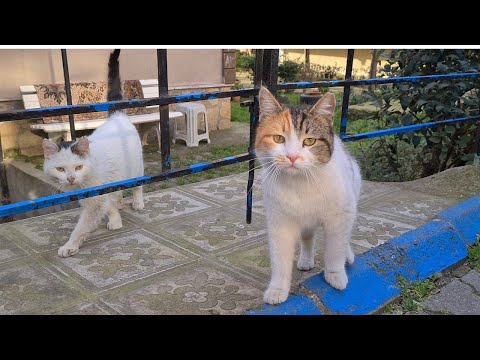 It's impossible not to admire these cute street cats.