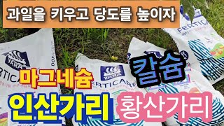 지금부터 황산가리 칼슘 인산가리 이렇게 주면 사과 비대와 당도를 올릴수 있다