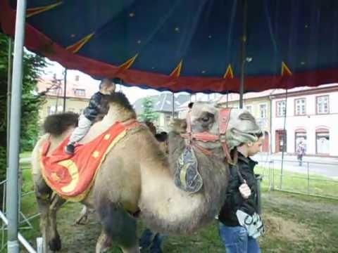 Jízda na Velbloudovi