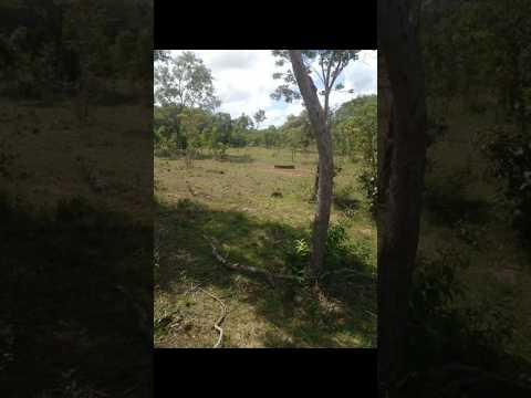 Fazenda 684 Hectares em Palmeirais-PI: Oportunidade no MATOPIBA (2km do Asfalto)