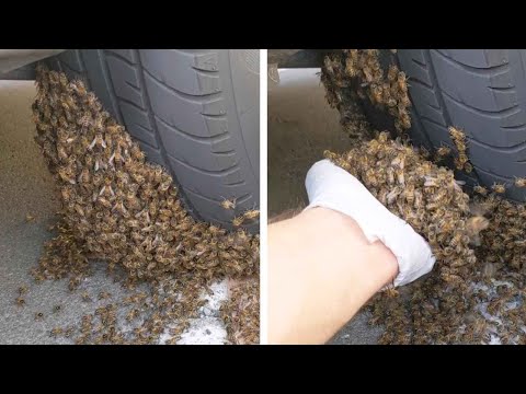 Man Removes Swarm Of Bees From Car Tyre