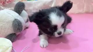 チワワ（ロング）の動画01