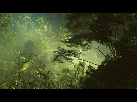 1 Peru Amazon Ayahuasca Shamanic Songs   YouTube 360p