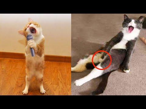 Top Talented Cat Playing and Dancing | Very Talented Funny Cat Good Auditions | Pets World Network