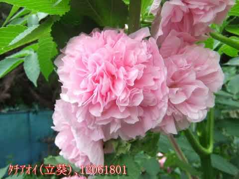 ジャコウアオイ 植物