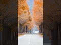 Bugwi Metasequoia Road In Jinan, Jeollabuk-do [Korean Tourist Attractions]