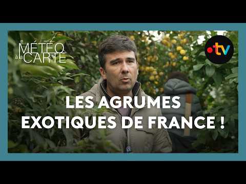 Pourquoi les citrons français sont exceptionnels ! - Météo à la carte