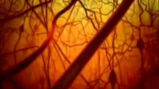 Gemiinii Riisiing - INSECTS EP -  01. Gemini