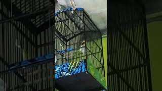 Download lagu kenari isian lovebird dan ciblek #Team bodrek Kml mp3 Download lagu kenari isian lovebird dan ciblek #Team bodrek Kml mp3