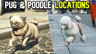 Gta Online Pug and Poodle Location - Where to find pugs and poodles in Gta 5