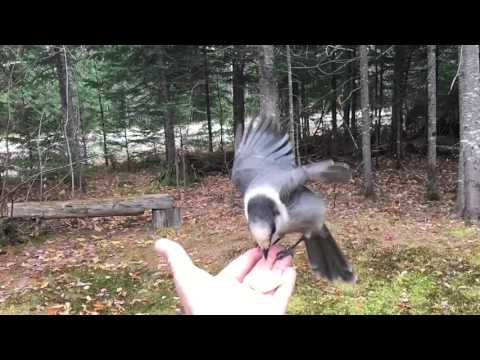 Canadian Jay visits us at camp.