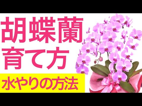 蘭に最適な水やり方法を知っていますか?溺れないようにする方法は次のとおりです！  庭園