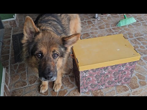 FELUSIA FELL ON THE ICE - The road to the henhouse was a challenge