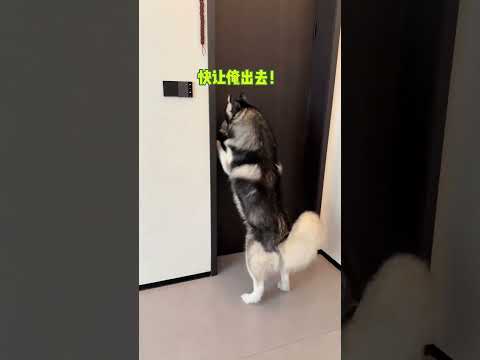 拆拆：爹地，我不是人但你是真狗  #pets #husky #整蛊