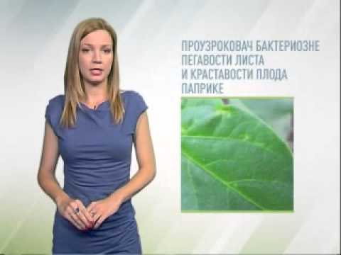 Zelena prognoza 4.7.2014. - Stanje u usevima paprike