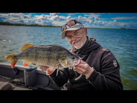 Die Top 5 für große Barsche!