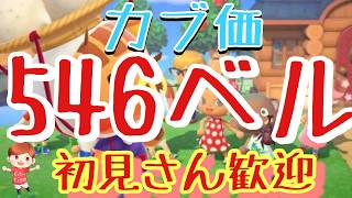 【あつ森】カブ価546ベル島や512ベル島など　ライブ参加型