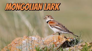 Download lagu ‼️🔴 SUARA BURUNG MONGOLIAN LARK. MASTERAN SUARA JERNIH 🔴‼️ mp3 Download lagu ‼️🔴 SUARA BURUNG MONGOLIAN LARK. MASTERAN SUARA JERNIH 🔴‼️ mp3