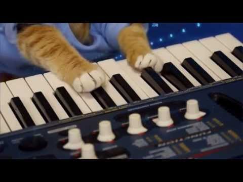 Keyboard Cat Compilation!