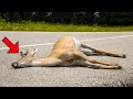 A Man Discovered a Dead Deer on the Road. What Happened Next is Unbelievable!