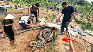 Brave Hunter Kill 2 Giant Snakes Crawling Into Residential Area | Fishing TV