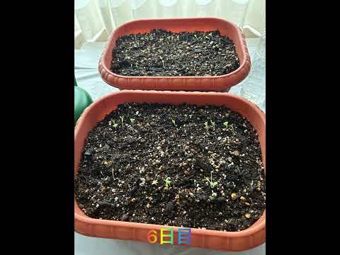 健康で豊かな収穫のために、春レタスをいつ、どのように播種すればよいでしょうか?  庭園