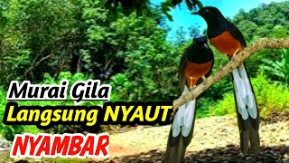 Download lagu Masteran Murai Batu Suara Air Mengalir Alami – High Volume Gacor Champion mp3