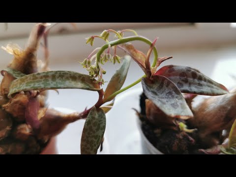 , title : 'Ledebouria socialis aka Scilla violacea aka Scilla socialis: a very easy variegated succulent plant'