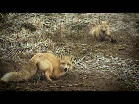 Old School: Secret To Catching Two Foxes At One Time