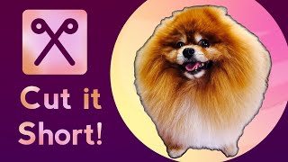 Cut a POMERANIAN as SHORT as POSSIBLE without risking damaging the coat. ALOPECIA
