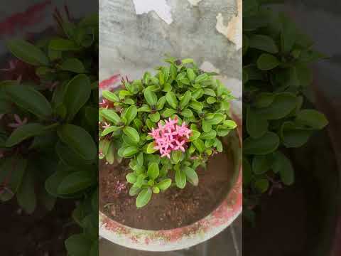 Beautiful flowers#Saiyaratuyohbadlanahihai