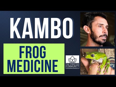 Kambo medicine: Amazonian phyllomedusa bicolor tree frog