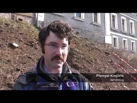 Digináves Broumov – Kácení v Alejce 2009