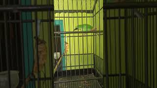 Download lagu Cucak Ijo Asli Meru Betiri Gacor mp3