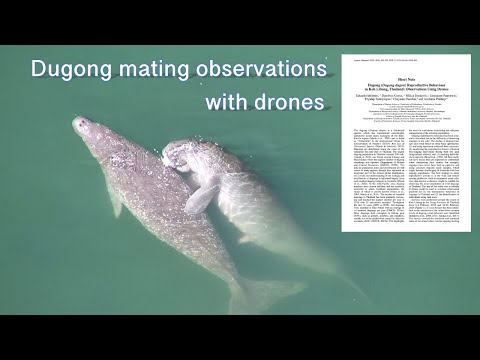 Dugong reproductive behaviour in Thailand: observations using drones