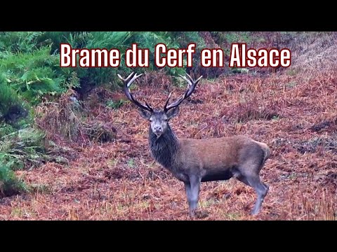 Brame du cerf en Alsace: prélèvements de 3 Cerfs!