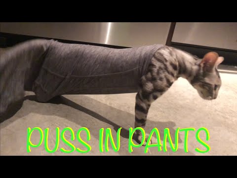 Why You Can't Leave Bengal Cats Unsupervised