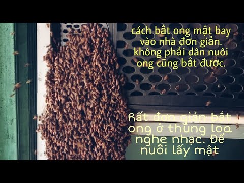 , title : 'Cách bắt ong mật bay vào nhà làm tổ. Người không có chuyên môn xem video cũng có thể làm được'