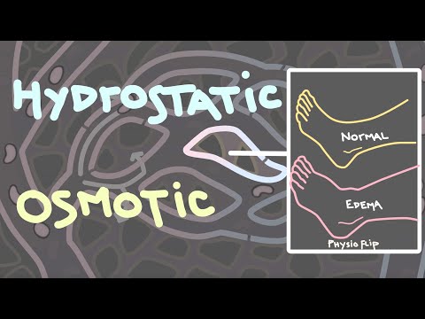 Hydrostatic and osmotic pressure | Introduction to #edema