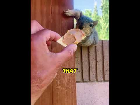 I Gave This Homeless Squirrel a New Nest. A Month Later, She Dragged Me by My Finger to Show Me This