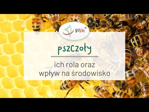 , title : 'Pszczoły - ich rola oraz wpływ na środowisko VIVIO EDUKUJE #1'