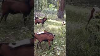 Download lagu Ternak Kambing Kacang#shorts mp3