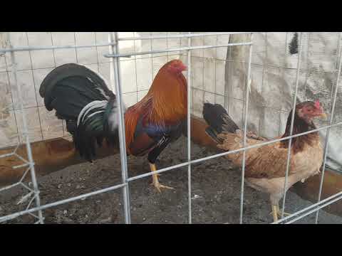 Semental Sweater 5000