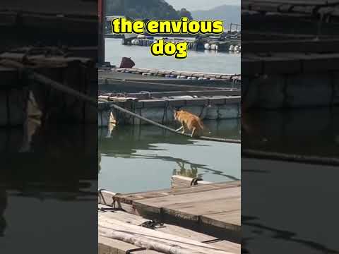 "Gato Comico cae al Agua, ¡Perro lo Asusta y Se Cae#Gato#Perro #ReacciónDeGato #Gato#Humor#Short